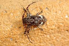 Pterolophia persimilis