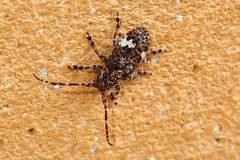 Pterolophia persimilis