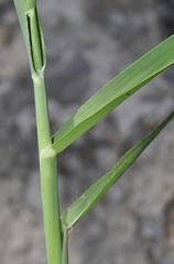 Avena byzantina