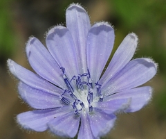 Cichorium endivia