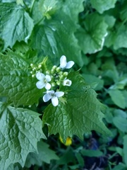 Alliaria petiolata