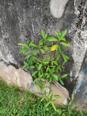 Ficus microcarpa