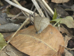 Paryphthimoides poltys