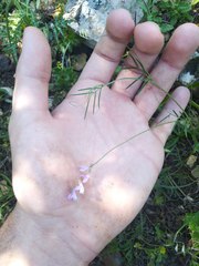 Vicia parviflora