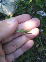 Vicia parviflora