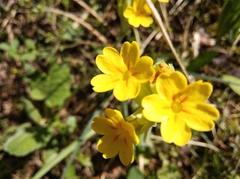 Primula veris
