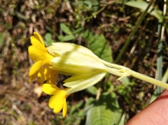 Primula veris