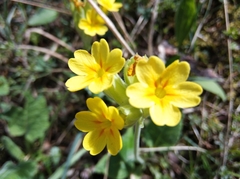 Primula veris