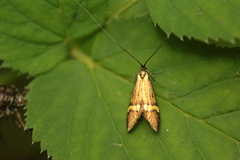Nemophora degeerella