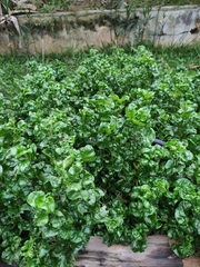 Alternanthera sissoo