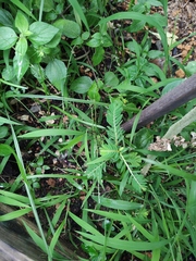 Phyllanthus urinaria