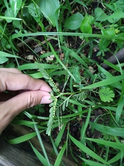 Phyllanthus urinaria