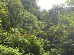 Clerodendrum paniculatum