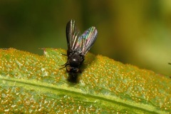 Cnemacantha muscaria