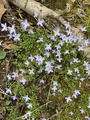 Houstonia serpyllifolia