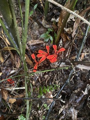 Etlingera littoralis