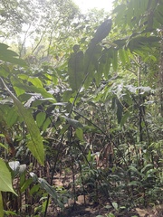 Etlingera littoralis