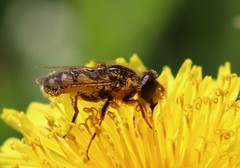Parhelophilus rex
