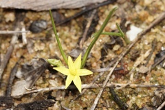 Tricoryne
