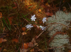 Libertia