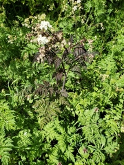 Anthriscus sylvestris