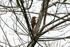 Dendrexetastes rufigula