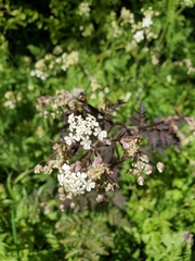 Anthriscus sylvestris