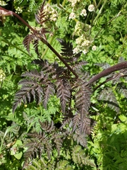 Anthriscus sylvestris