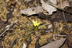 Tricoryne