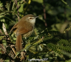 Prinia rufescens