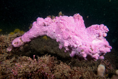 Pyura spinifera