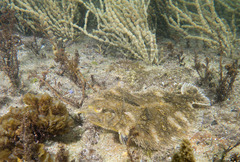 Pseudorhombus jenynsii