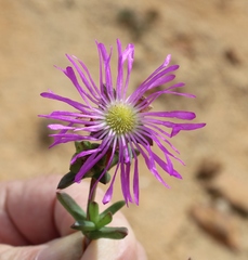 Erepsia bracteata