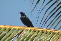 Ptiloxena atroviolacea