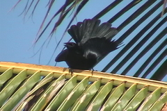 Ptiloxena atroviolacea