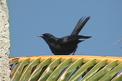 Ptiloxena atroviolacea