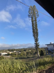 Eutacta