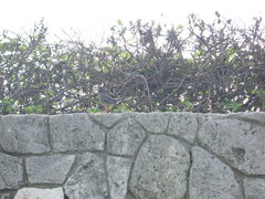 Turdus plumbeus