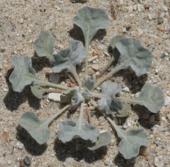 Eriogonum elegans