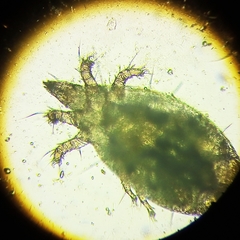 Acaridae
