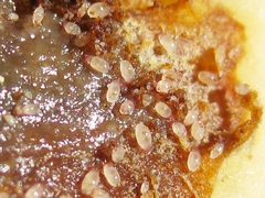 Acaridae