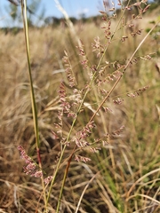 Eragrostis gummiflua
