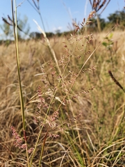 Eragrostis gummiflua