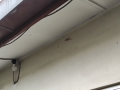 Hemidactylus platyurus