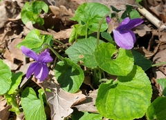 Viola odorata