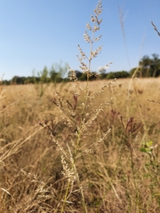 Eragrostis gummiflua