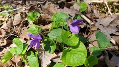 Viola odorata