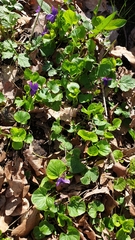 Viola odorata