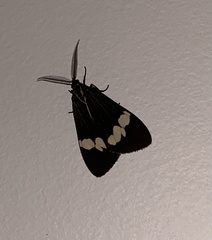 Nyctemera annulata × amicus