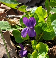 Viola odorata